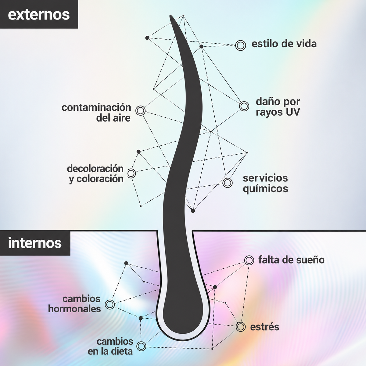 La ciencia detrás de la longevidad del cabello / La biología detrás del envejecimiento prematuro del cabello
